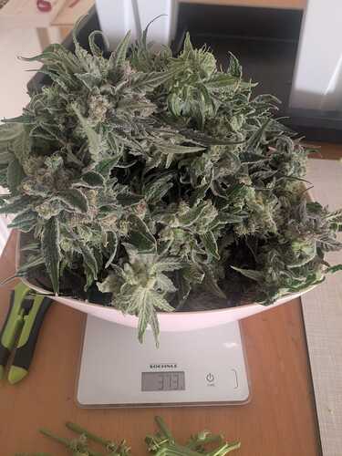 Growreport Bild 6