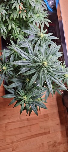 Growreport Bild 10