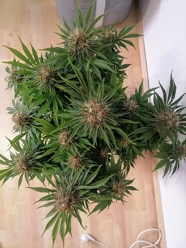 Growreport Bild 60