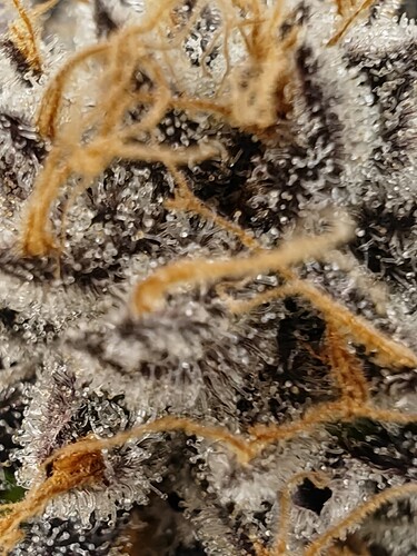 Growreport Bild 73
