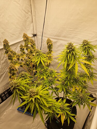 Growreport Bild 3