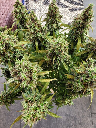 Growreport Bild 1