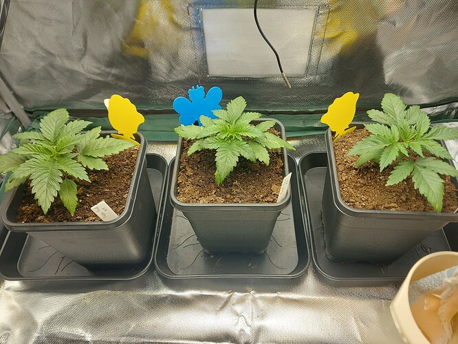 Growreport Bild 4