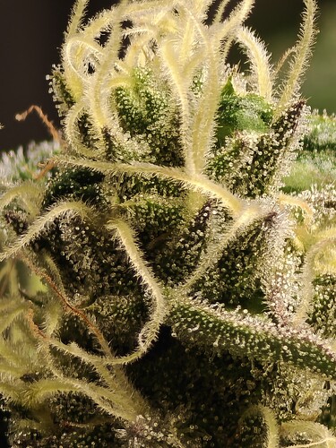Growreport Bild 3