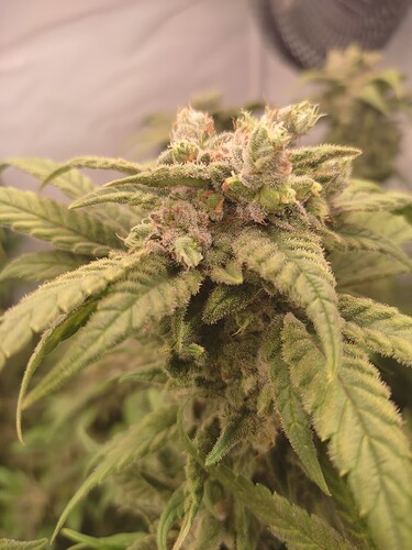 Growreport Bild 41