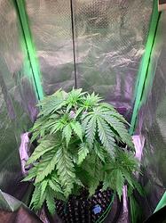 WhatsApp Bild 2024-12-10 um 16.18.18_52d61e75