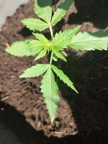 Growreport Bild 7