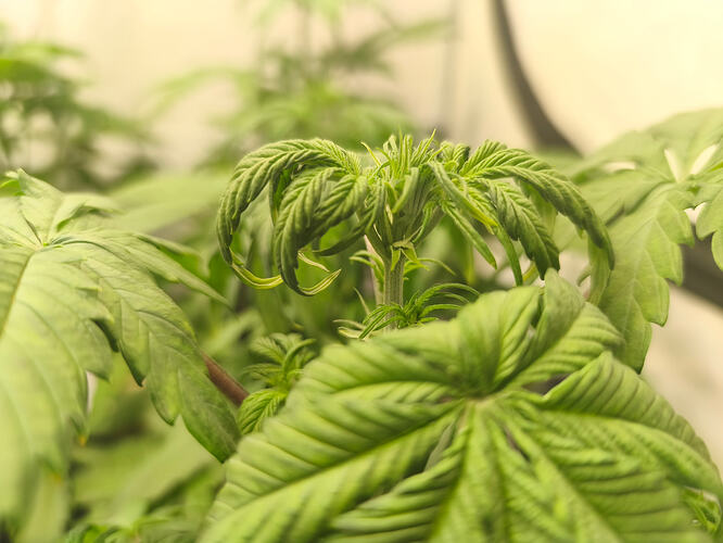 Growreport Bild 1