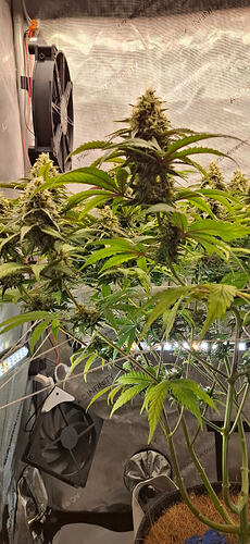 Growreport Bild 6