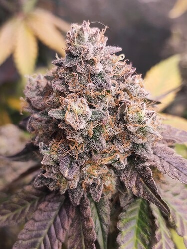 Growreport Bild 35