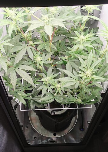 IMG_20240528_212454_edit_245254484288616