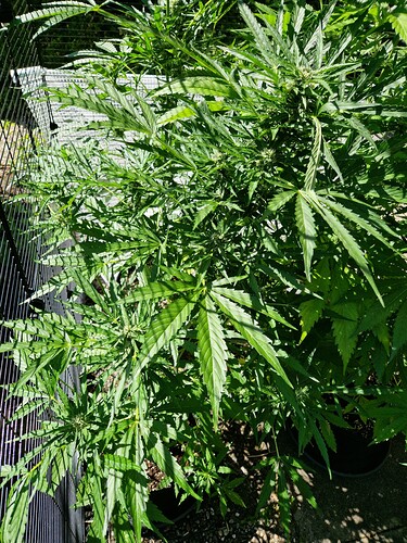 Growreport Bild 3