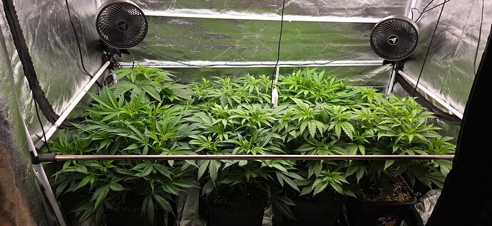Growreport Bild 66