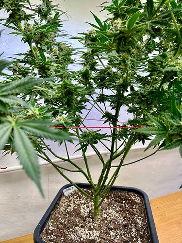 Growreport Bild 4
