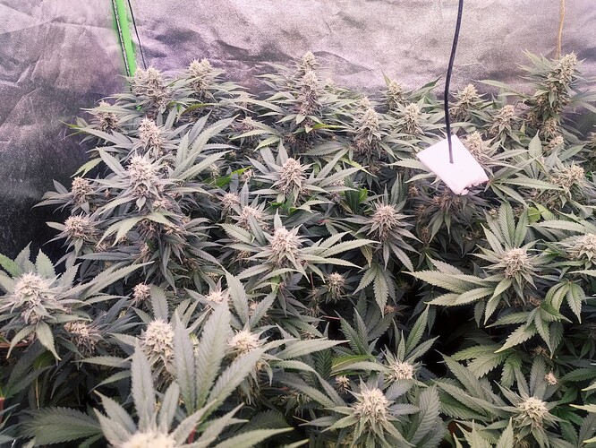 Growreport Bild 26