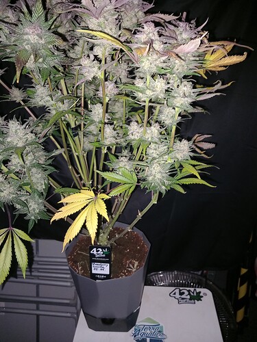 Growreport Bild 2