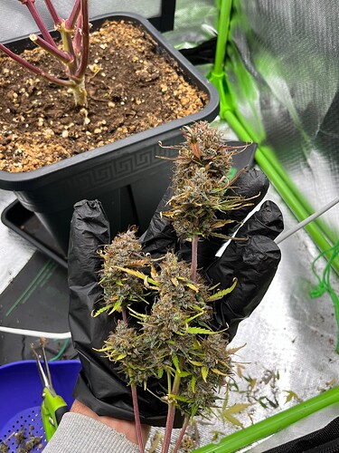 Growreport Bild 11