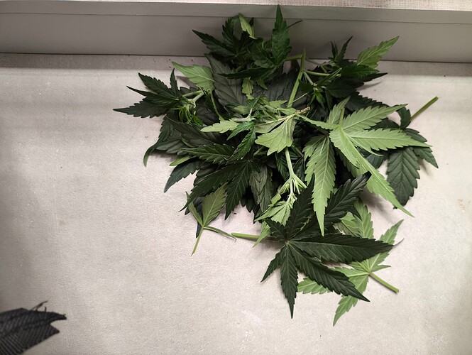 Growreport Bild 7