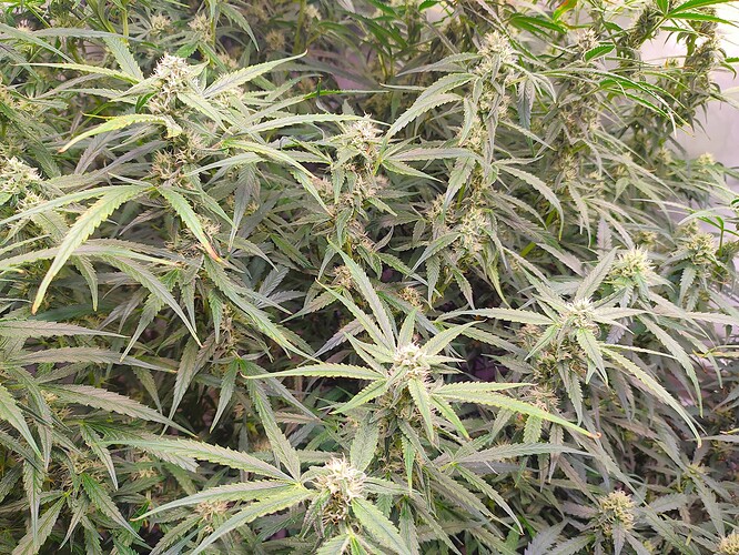 Growreport Bild 5