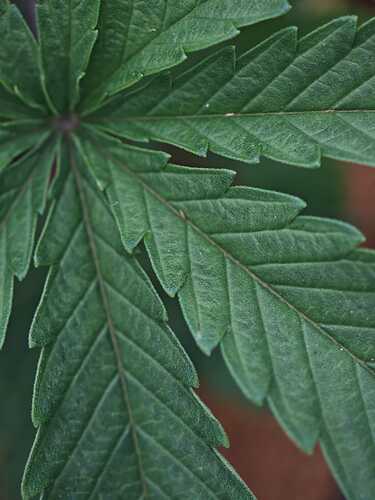 Growreport Bild 20