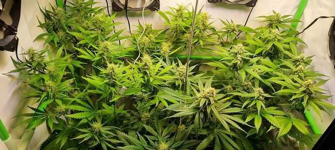 Growreport Bild 9
