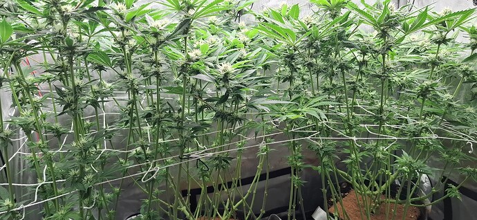 Growreport Bild 6
