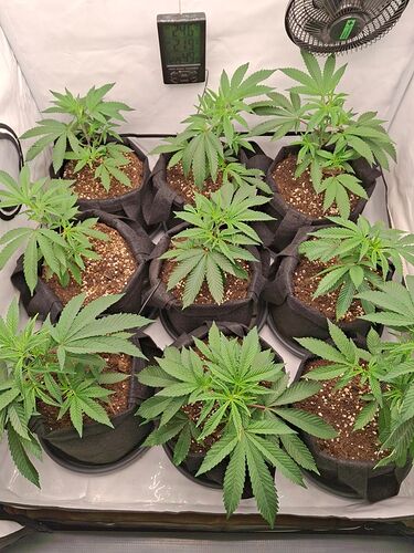 Growreport Bild 4