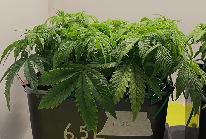 Growreport Bild 12