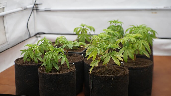 Growreport Bild 5