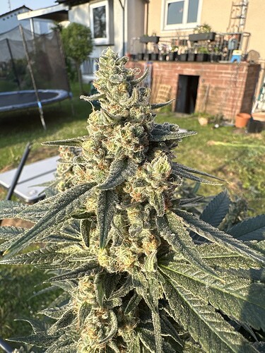 Growreport Bild 5