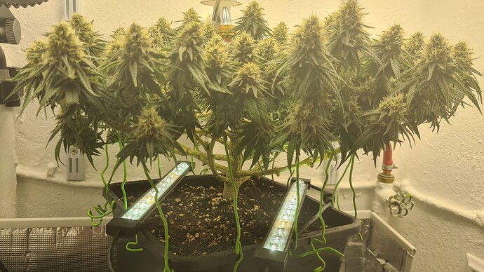 Growreport Bild 13