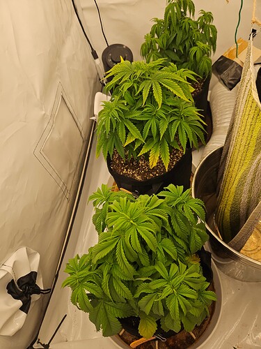Growreport Bild 35
