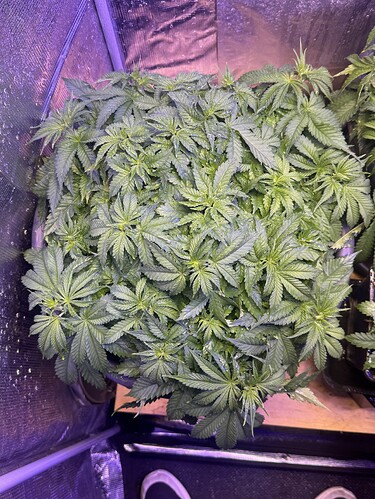 Growreport Bild 94