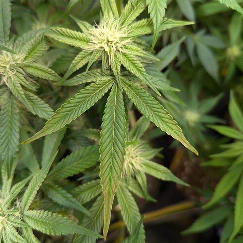 Growreport Bild 12