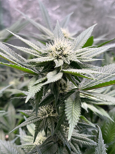 Growreport Bild 6
