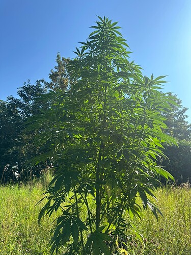 Growreport Bild 4