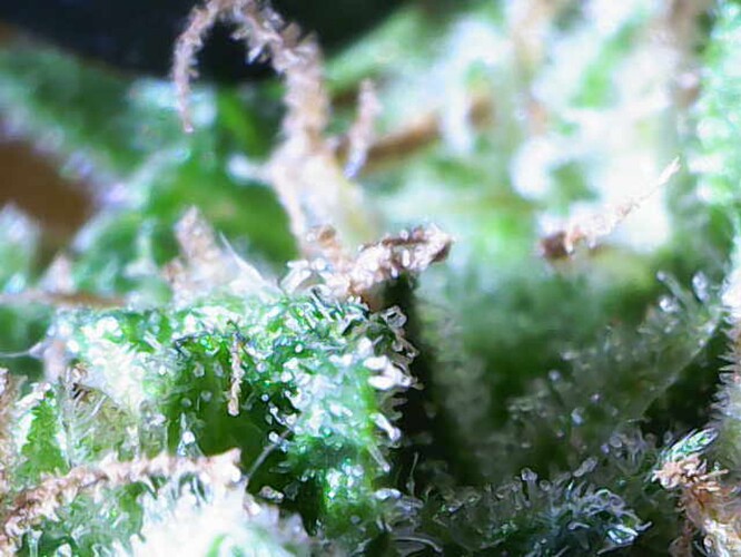 Growreport Bild 58