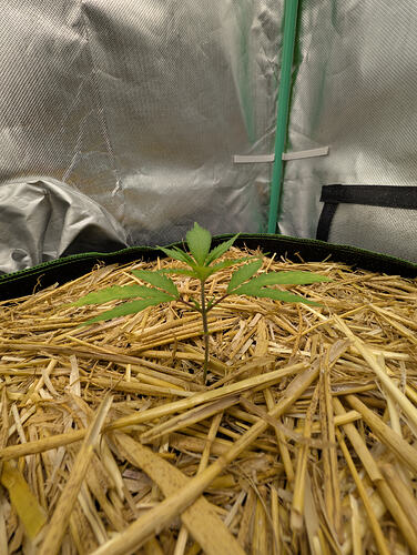 Growreport Bild 2