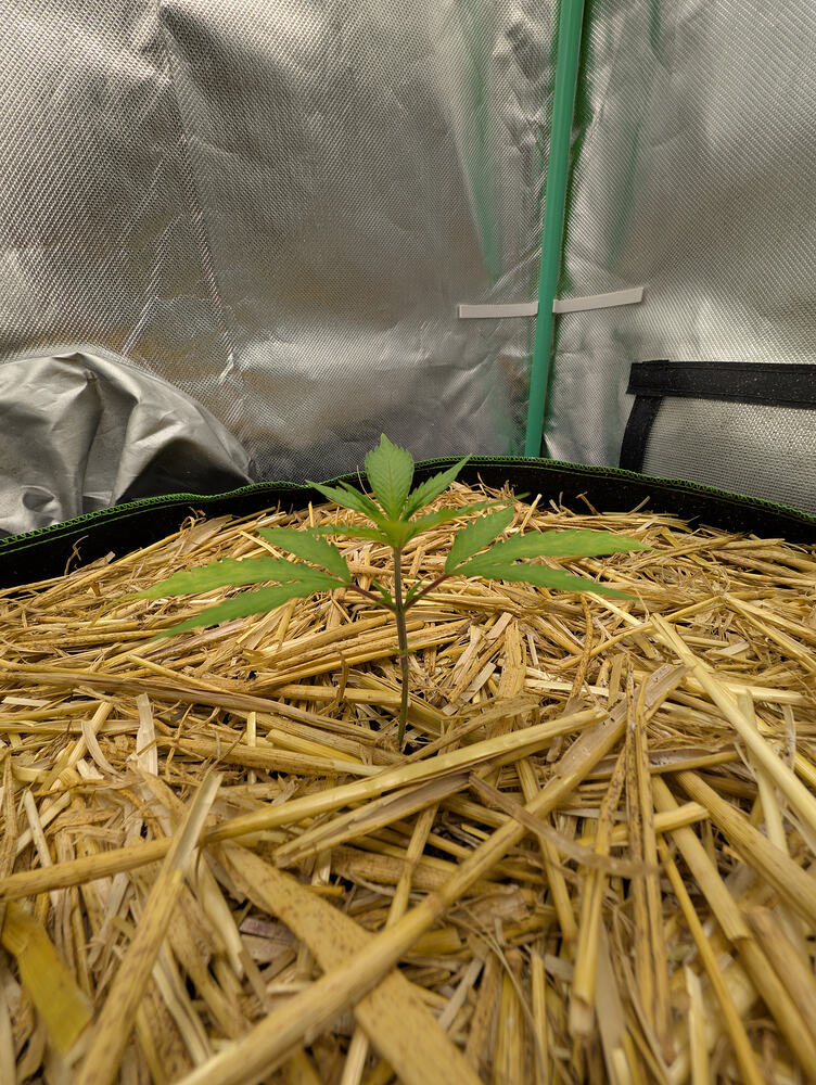 Doc vs Zeno Growbattle (MDGA)