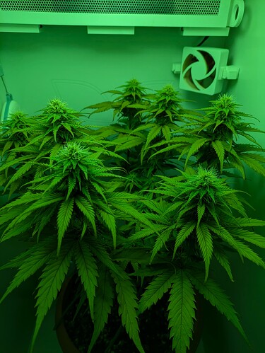 Growreport Bild 2