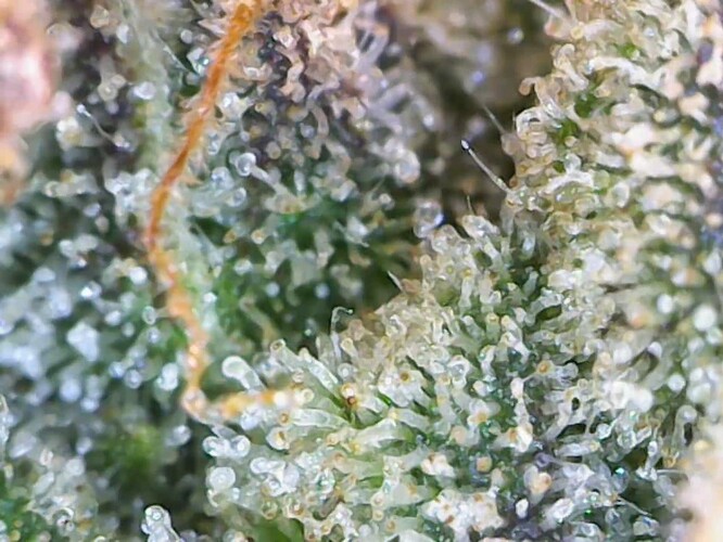 Growreport Bild 10