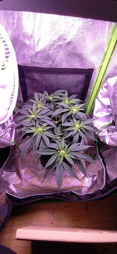 Growreport Bild 3