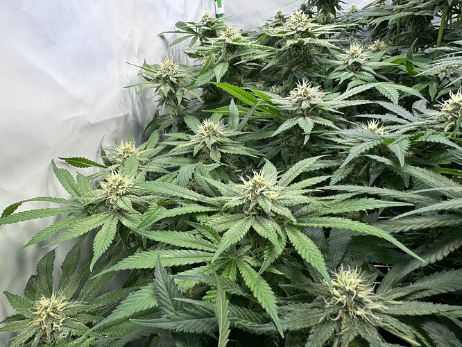 Growreport Bild 3