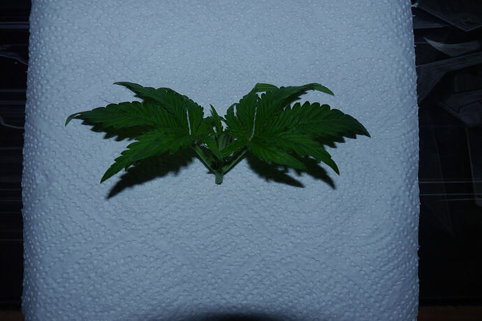 Growreport Bild 2
