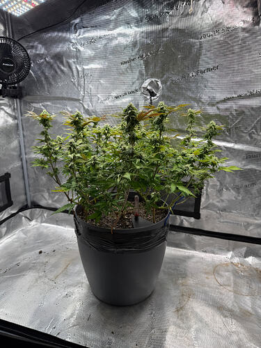 Growreport Bild 59