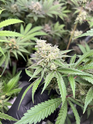 Growreport Bild 9