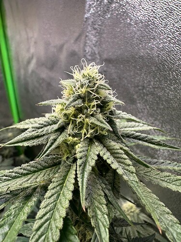 Growreport Bild 3