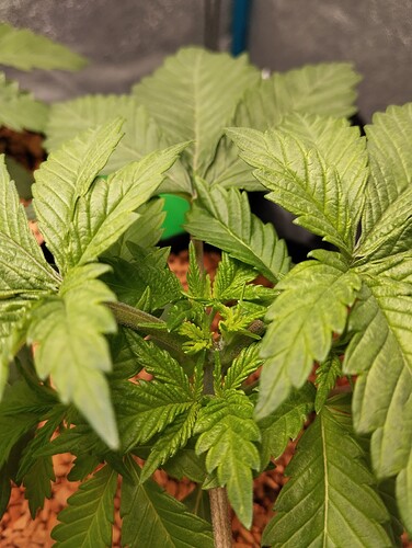 IMG_20241209_202946 - Kopie