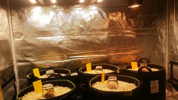 Growreport Bild 71