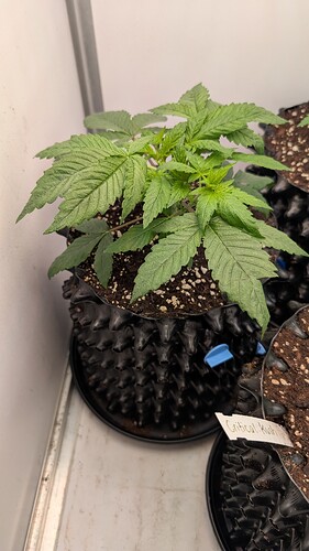 PXL_20250329_060445326.MP